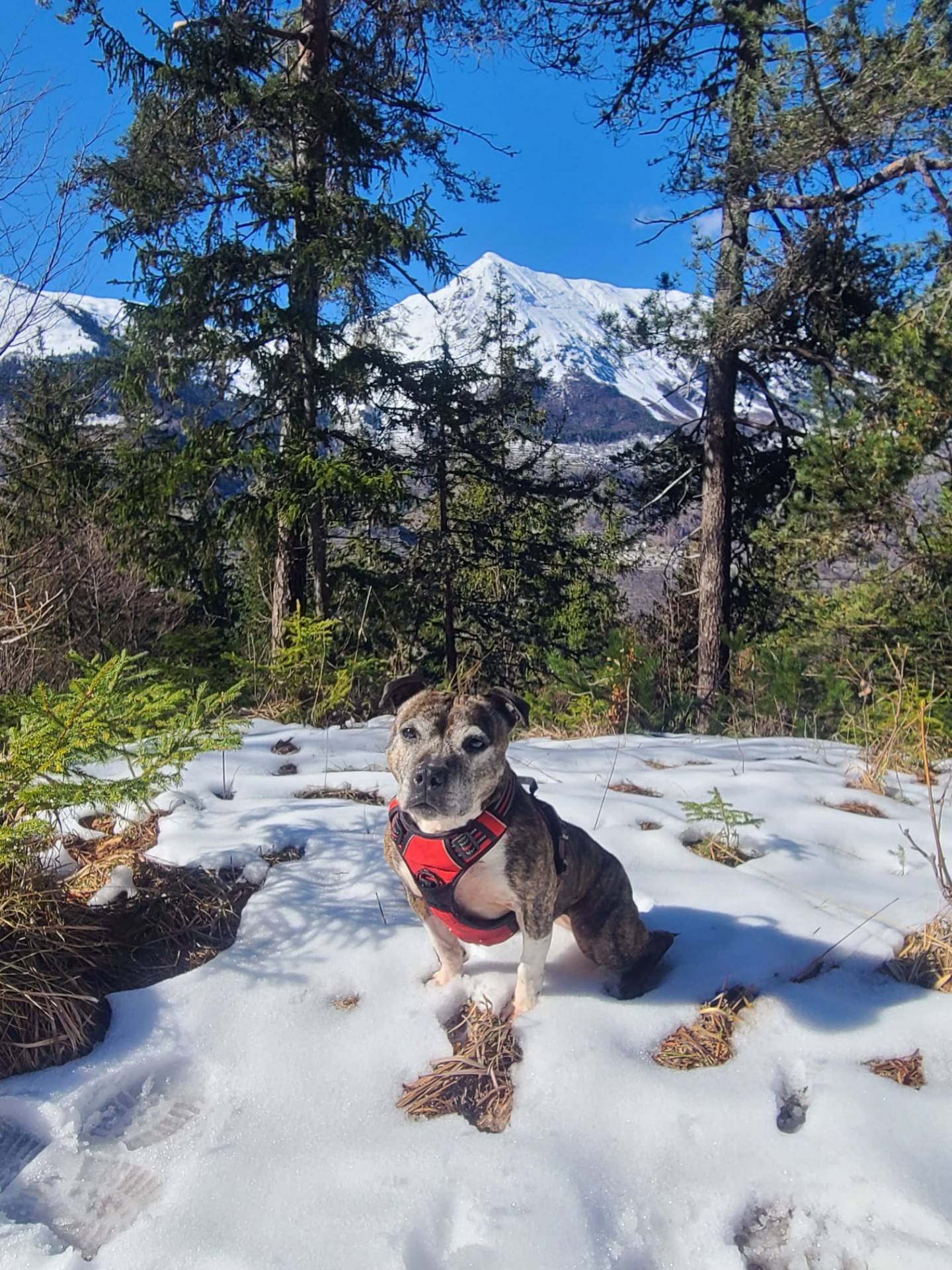 Staffy's du grand nord