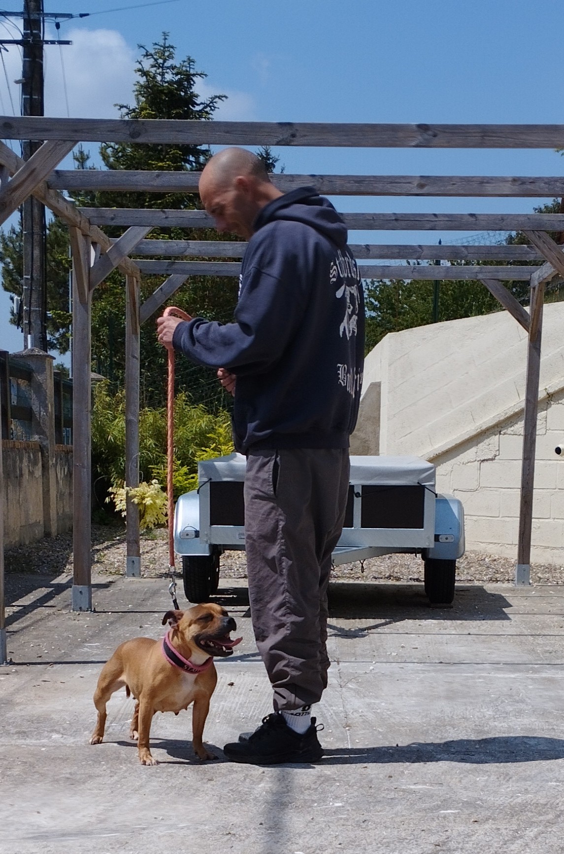 Chiot futur staffordshire bull terrier 