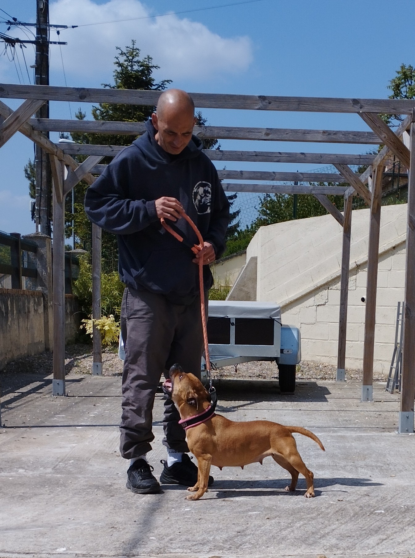 Chiot futur staffordshire bull terrier 