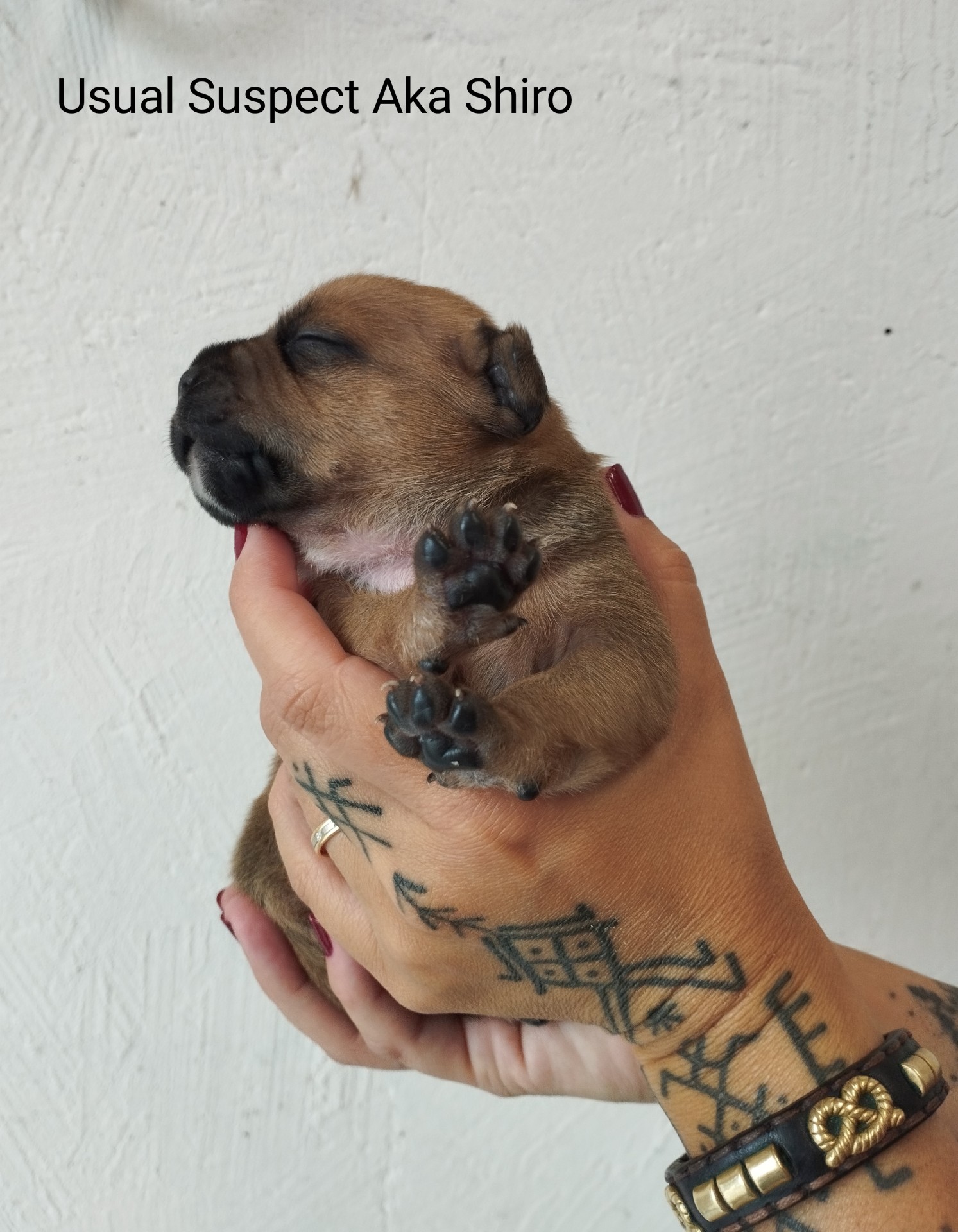 staffy's du grand nord