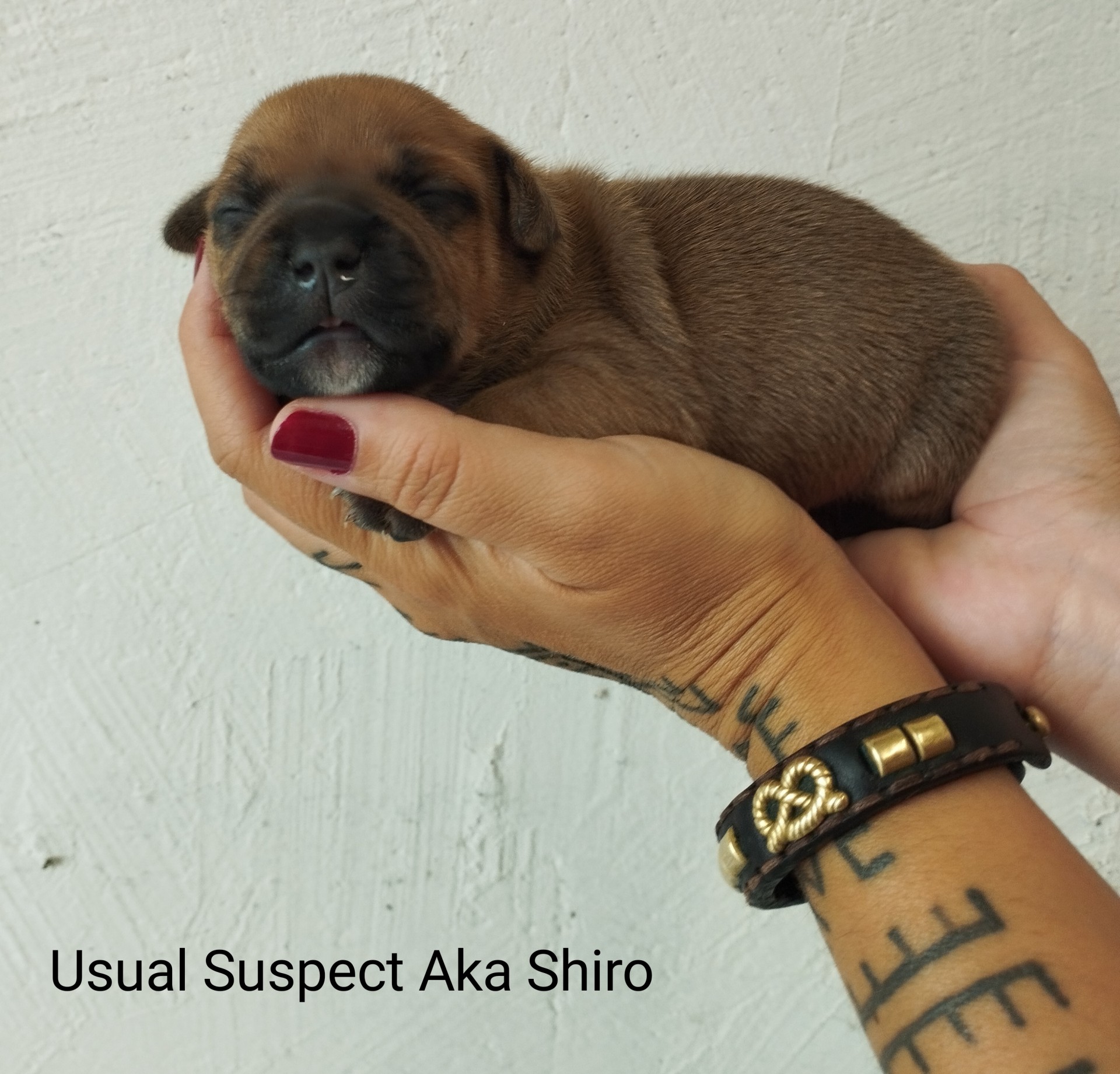 staffy's du grand nord