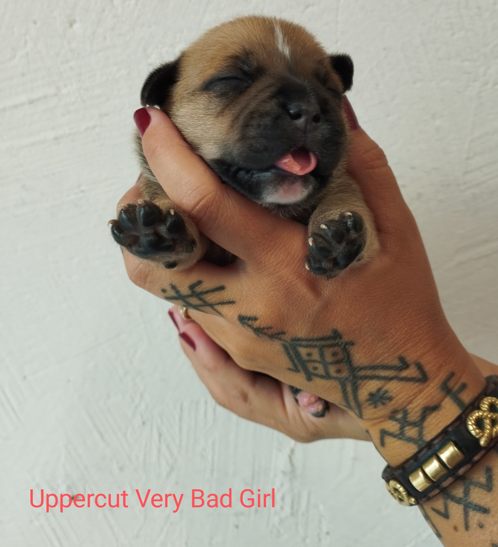 staffy's du grand nord