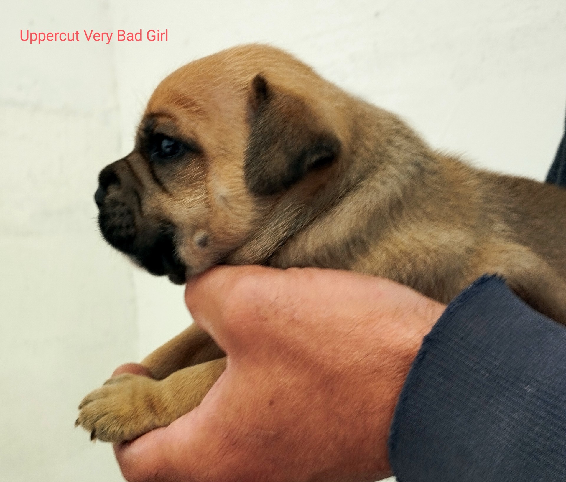 Chiot staffordshire bull terrier 