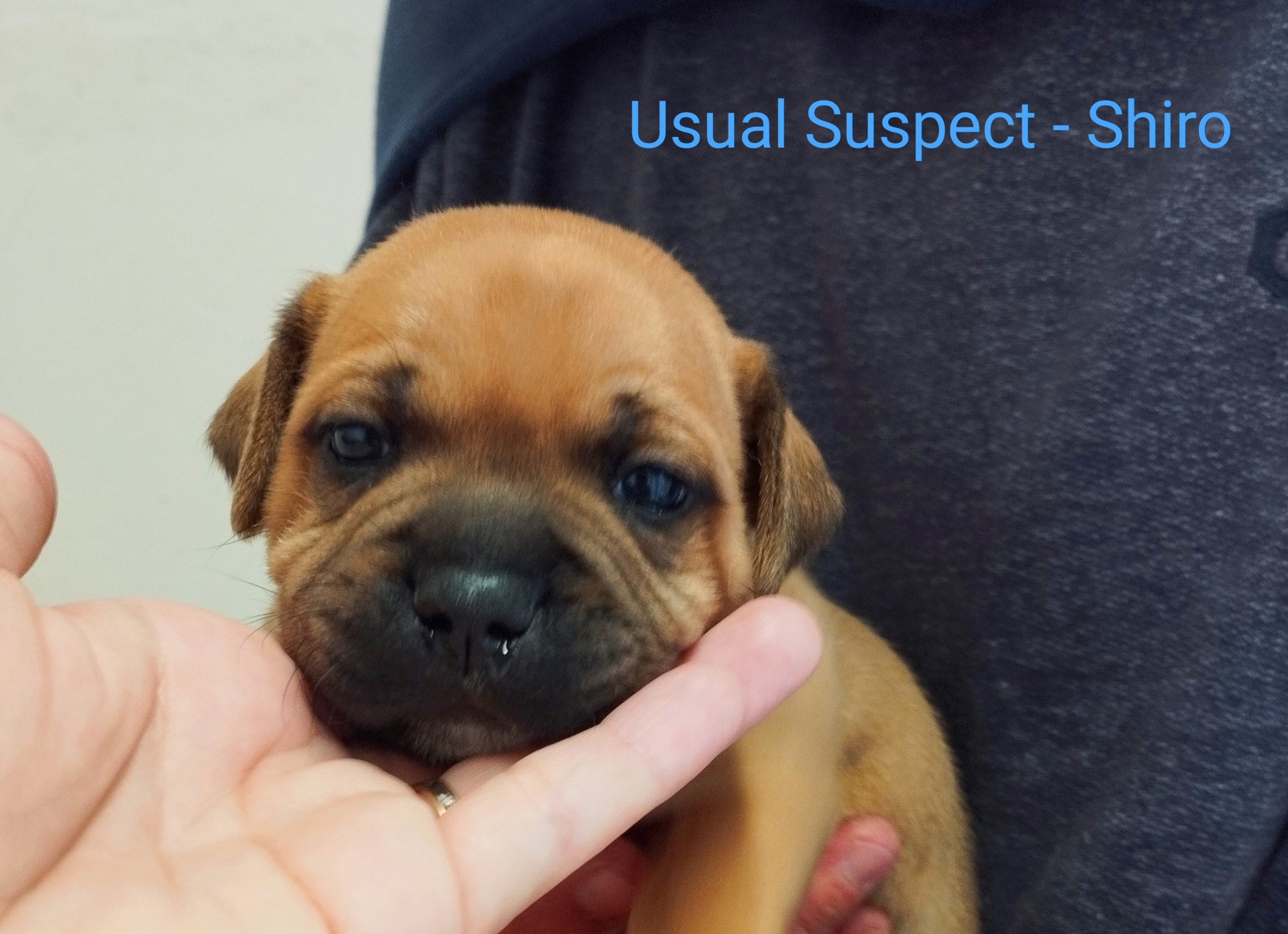 Chiot staffordshire bull terrier 