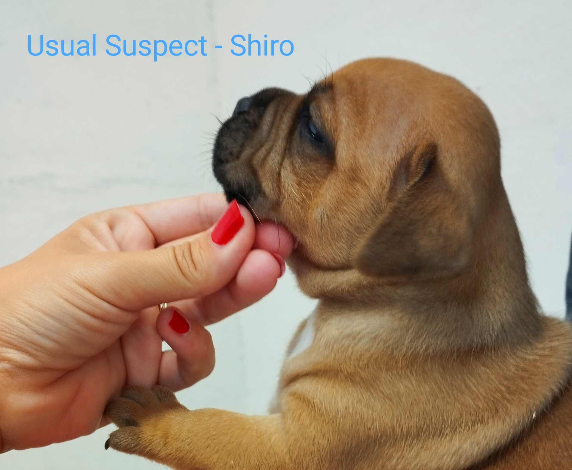 Chiot staffordshire bull terrier 