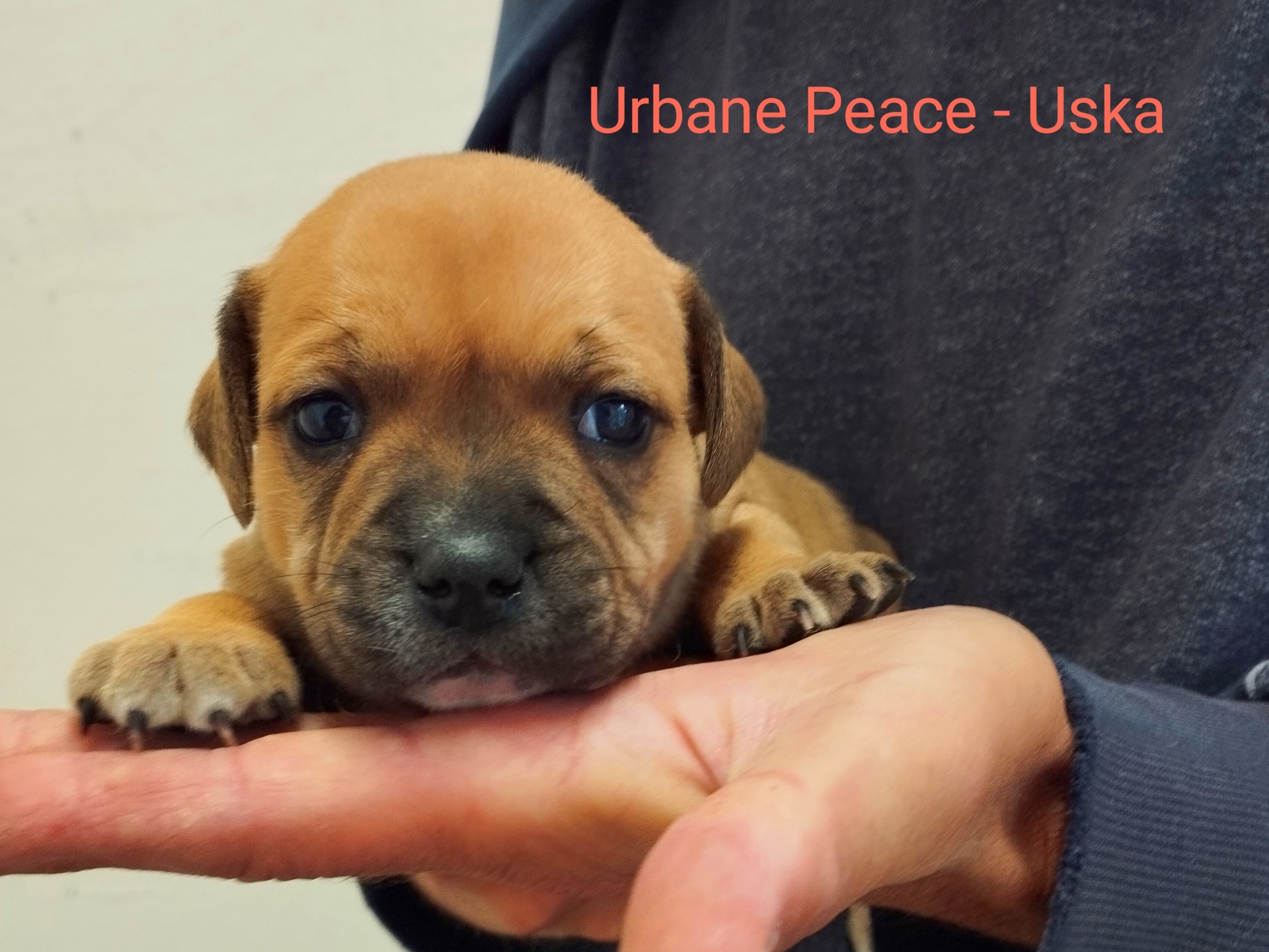 Chiot staffordshire bull terrier 