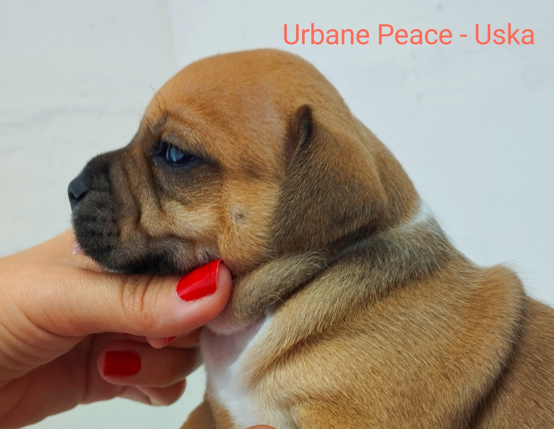Chiot staffordshire bull terrier 