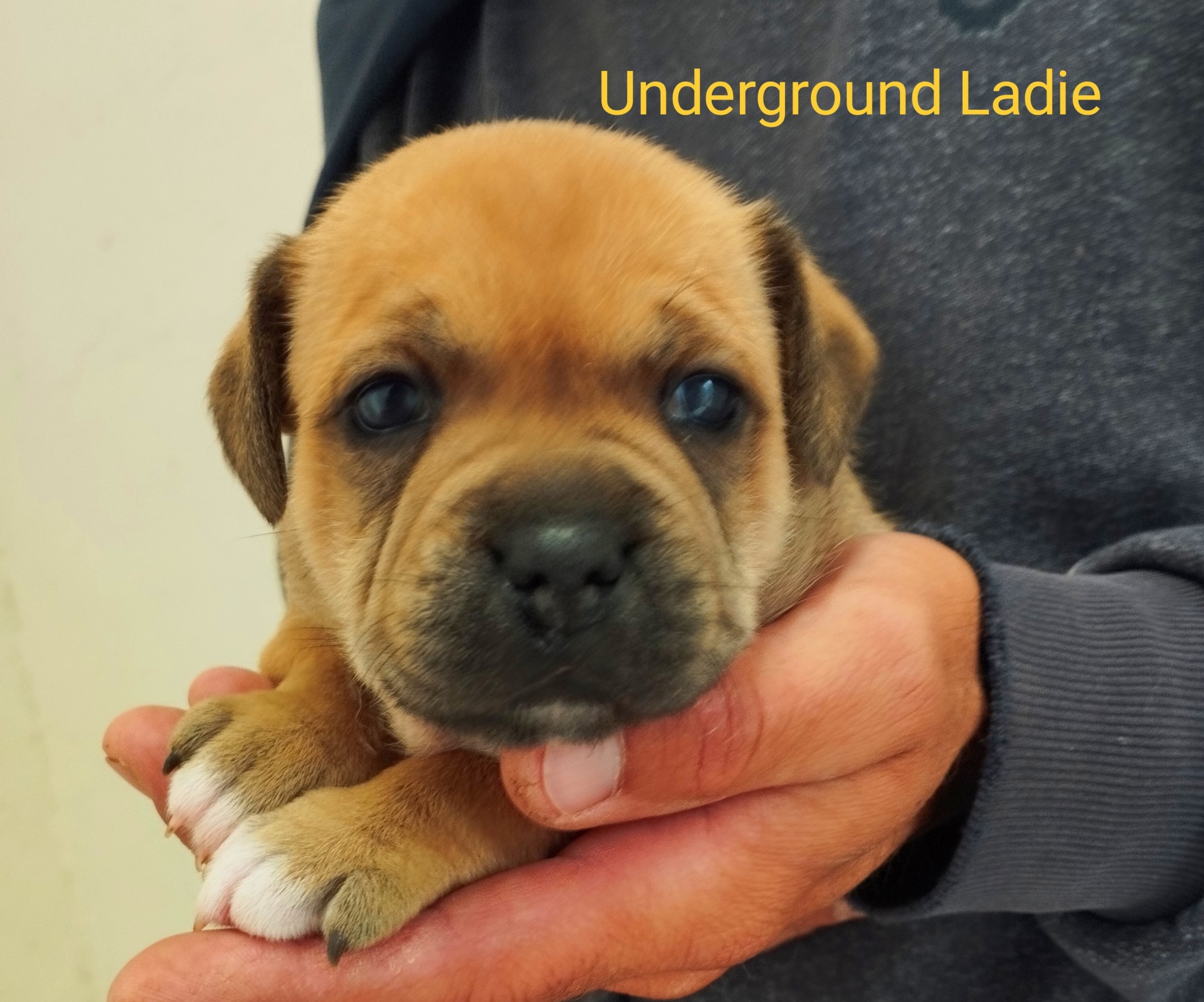 Chiot staffordshire bull terrier 