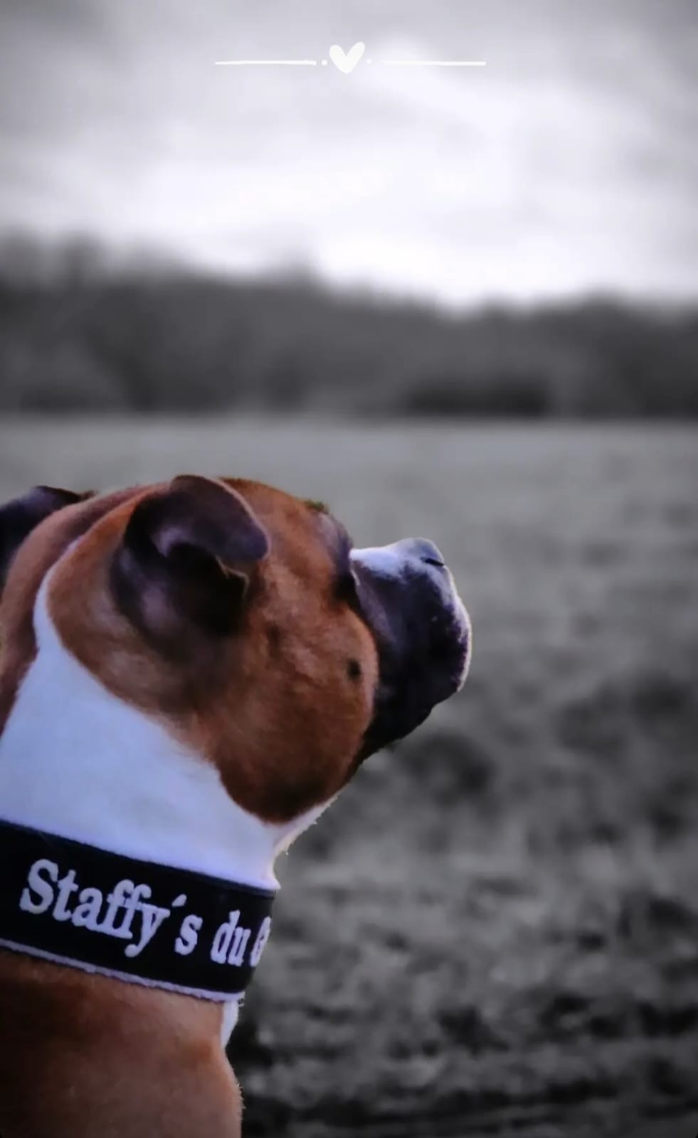 staffy's du grand nord