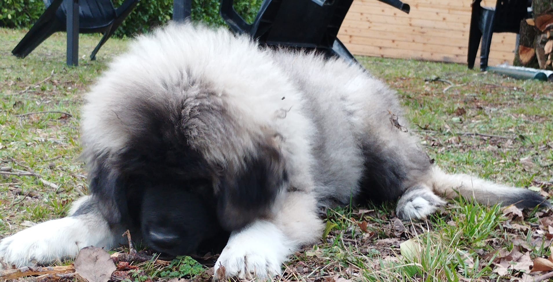staffy's du grand nord