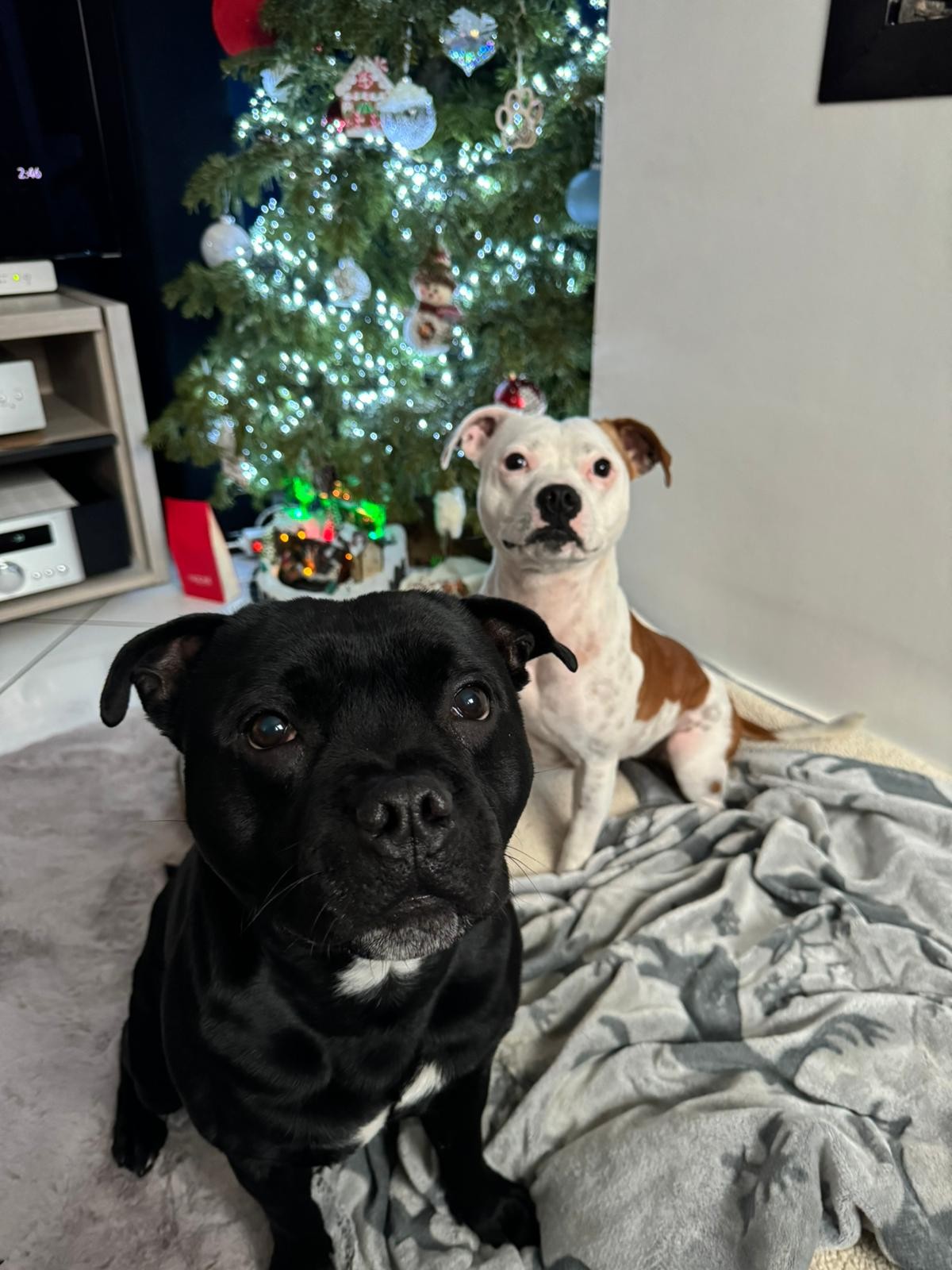 staffy's du grand nord