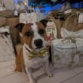 staffy's du grand nord