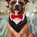 staffy's du grand nord