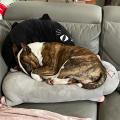 staffy's du grand nord