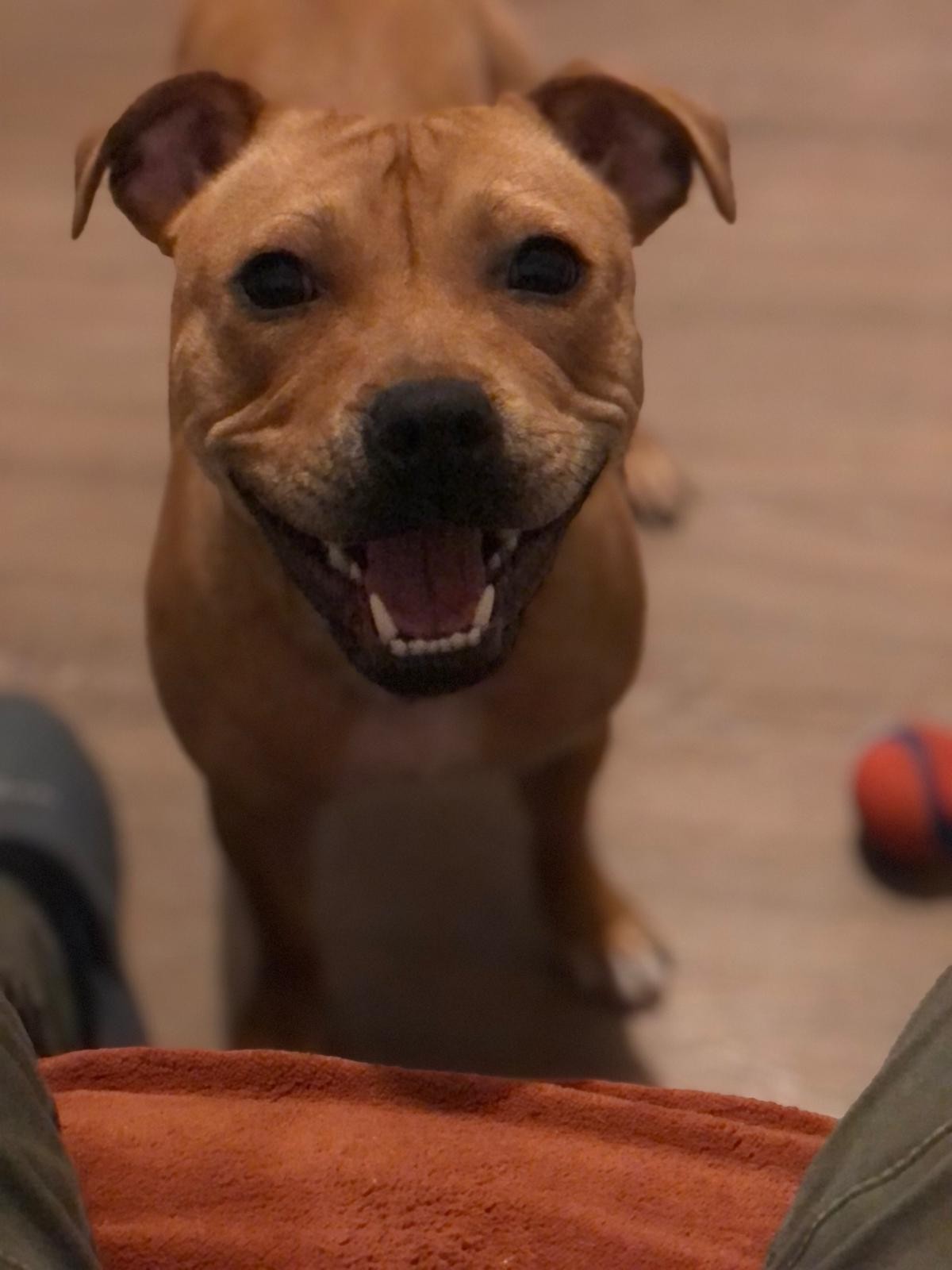 staffy's du grand nord