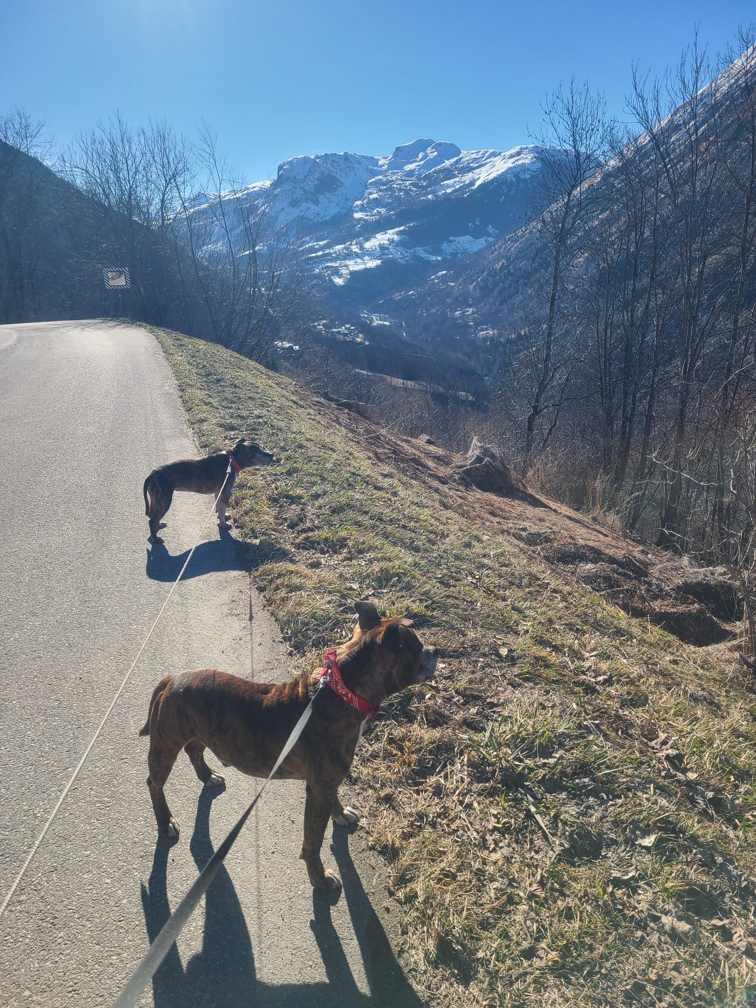 staffy's du grand nord