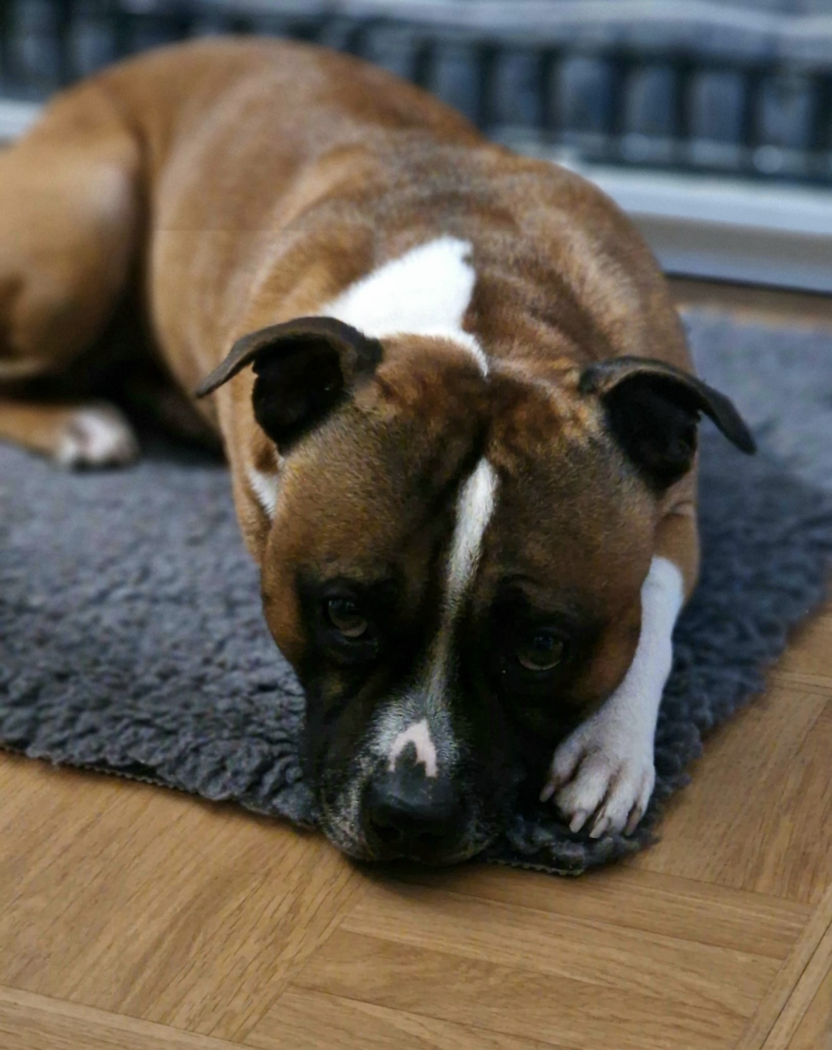 staffy's du grand nord