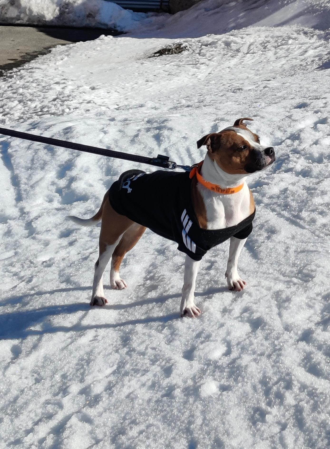 staffy's du grand nord