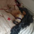 staffy's du grand nord
