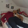 staffy's du grand nord