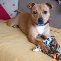 staffy's du grand nord
