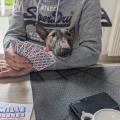 staffy's du grand nord