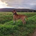 staffy's du grand nord