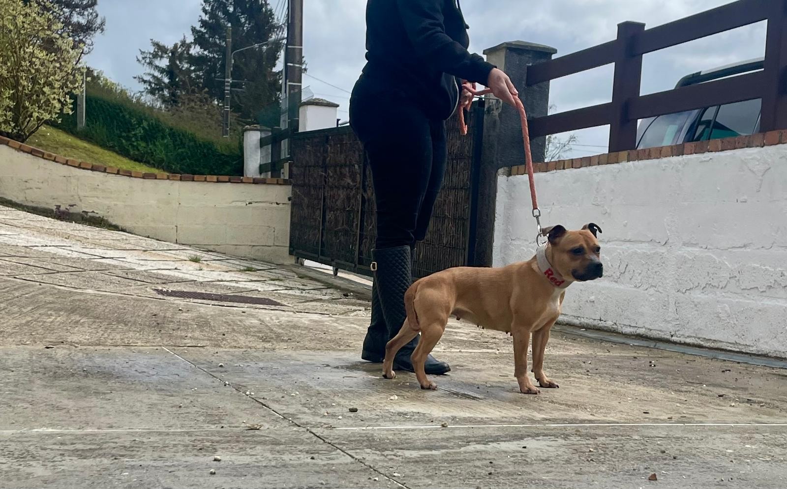 staffy's du grand nord