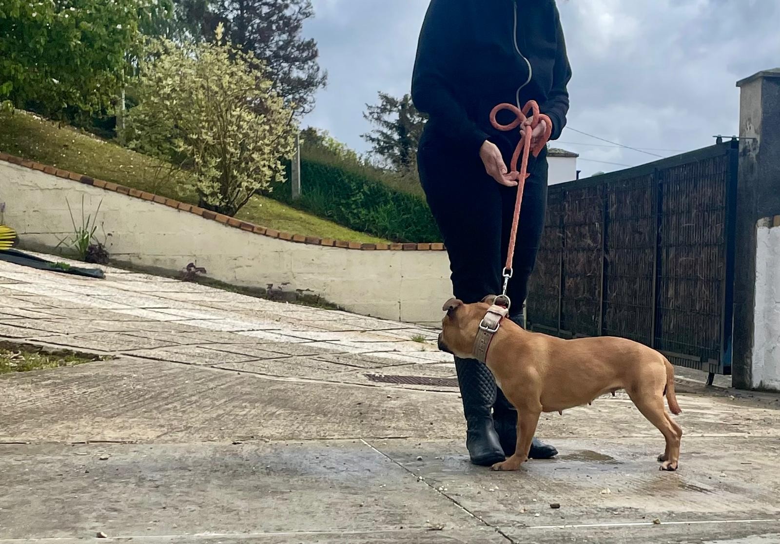 staffy's du grand nord