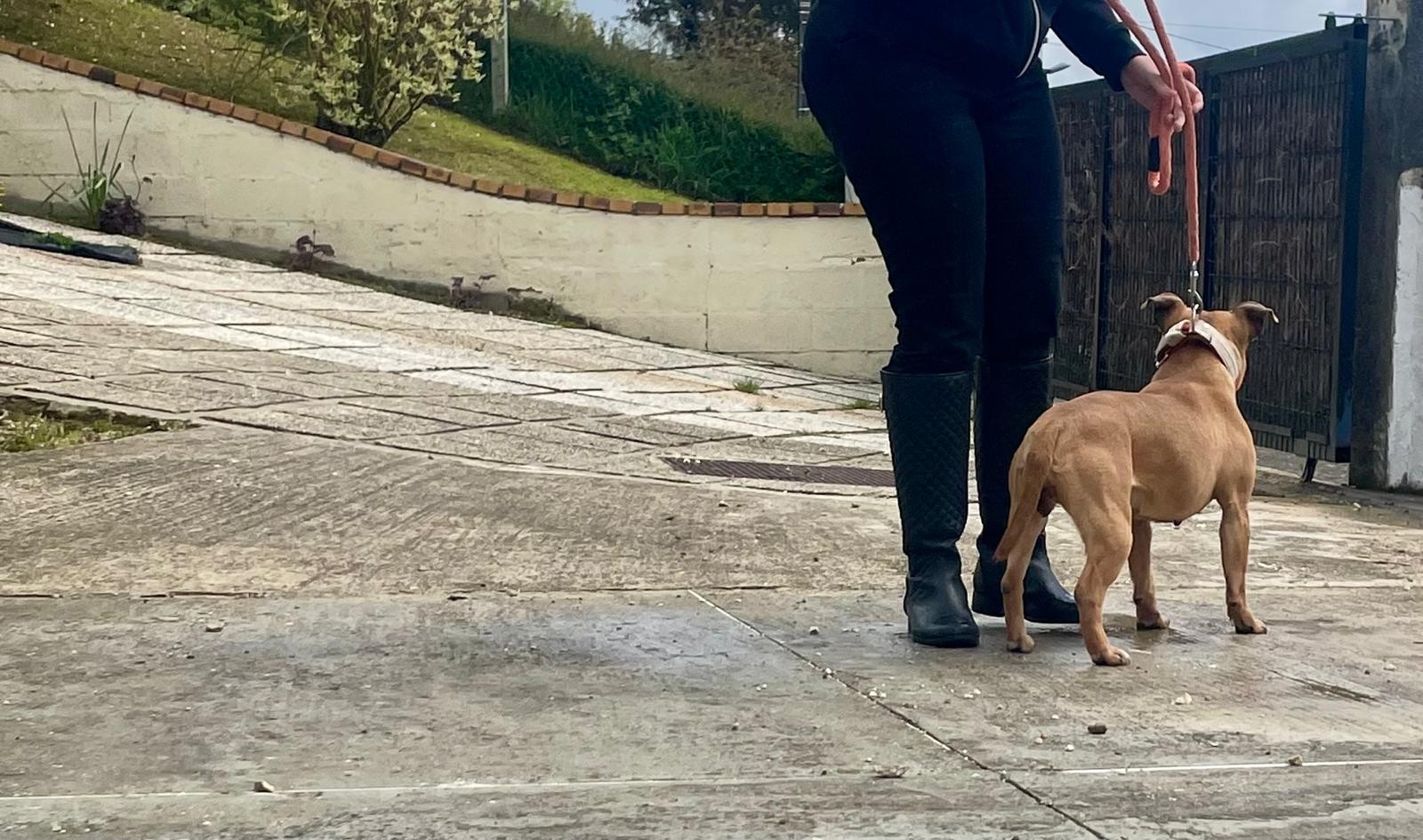 staffy's du grand nord