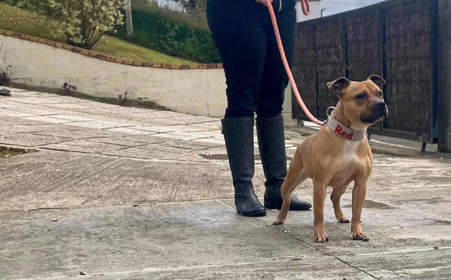 staffy's du grand nord