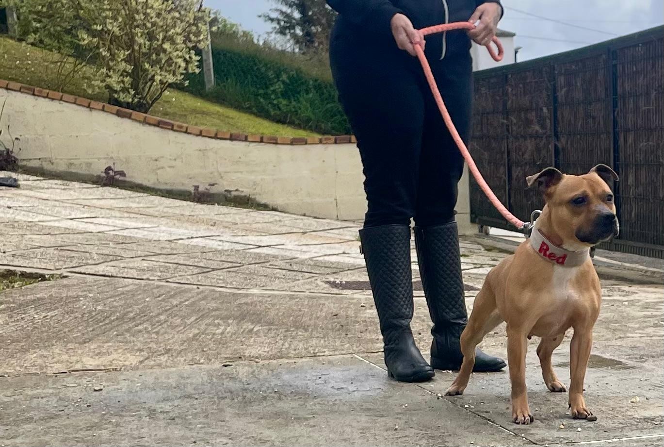 staffy's du grand nord