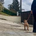 staffy's du grand nord