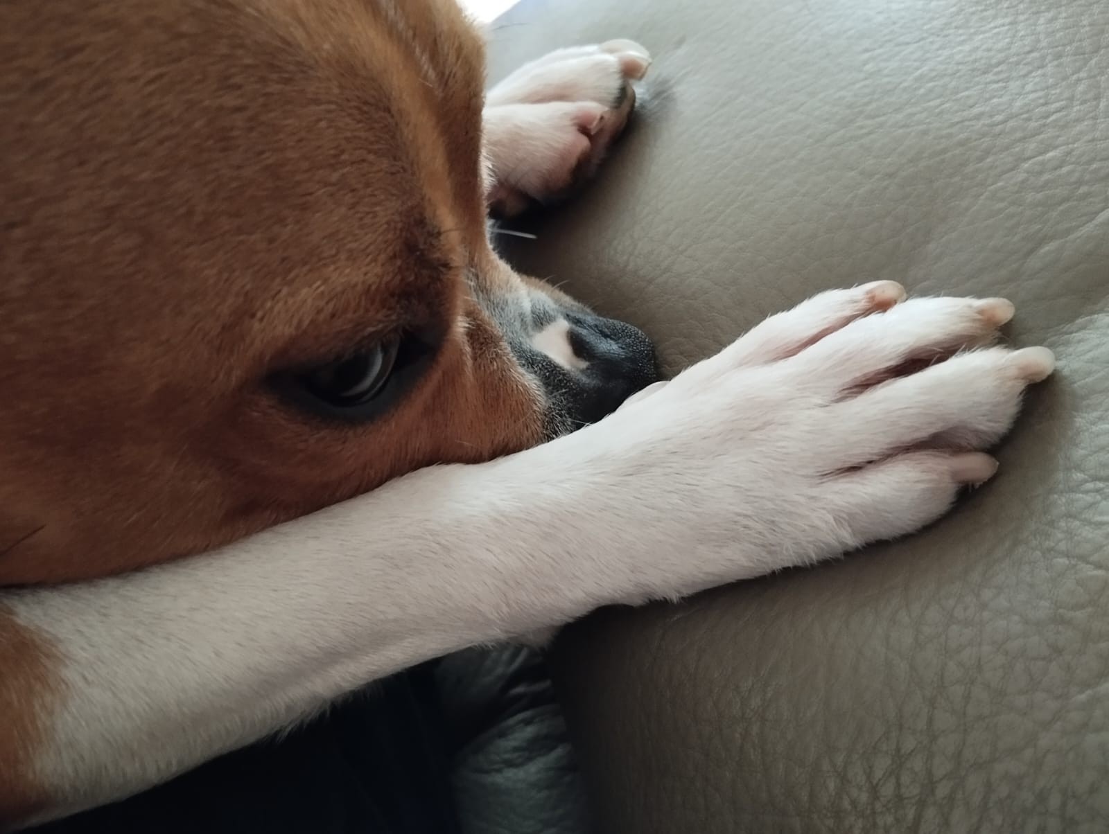 Staffordshire Bull terrier 