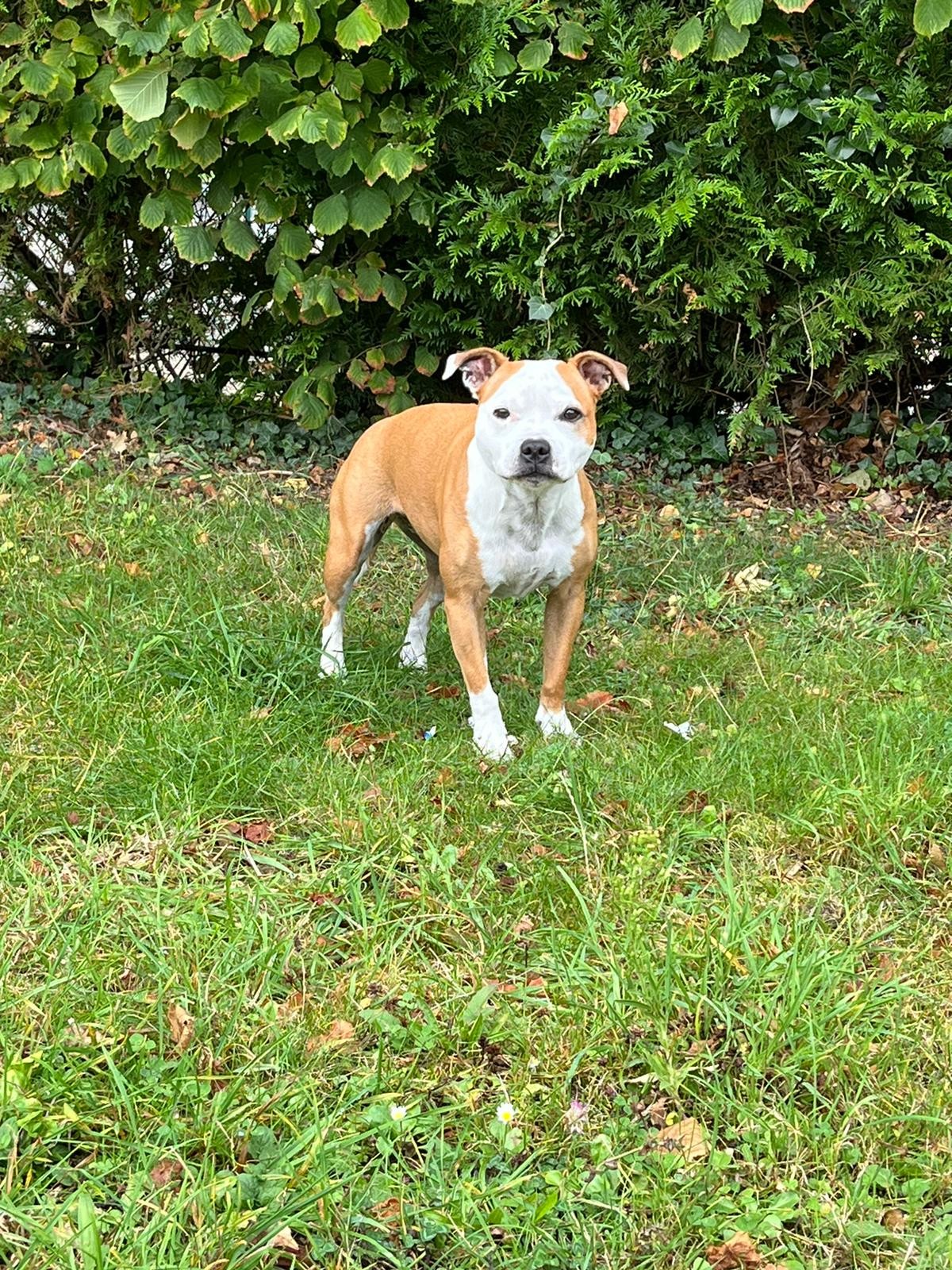 staffy's du grand nord