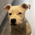 staffy's du grand nord