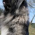 Ivar