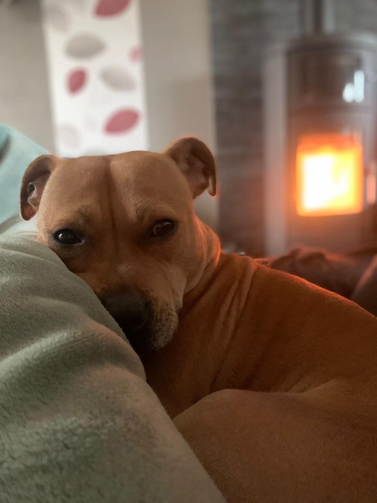 Staffy's du Grand Nord 