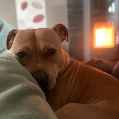Staffy's du Grand Nord 