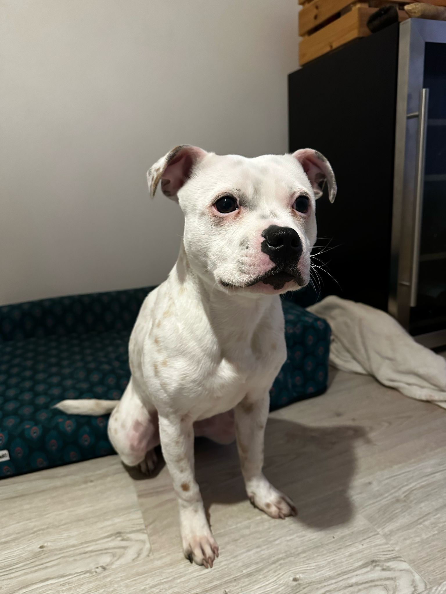Staffy's du Grand Nord 