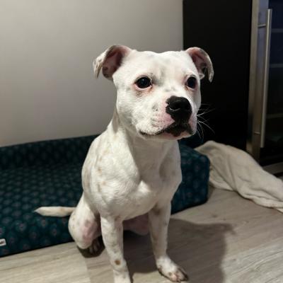 Staffy's du Grand Nord 