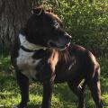 Frenchy 15ans presque, notre première portée décédée 