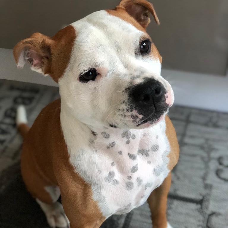 Staffordshire bull terrier blanc et rouge 