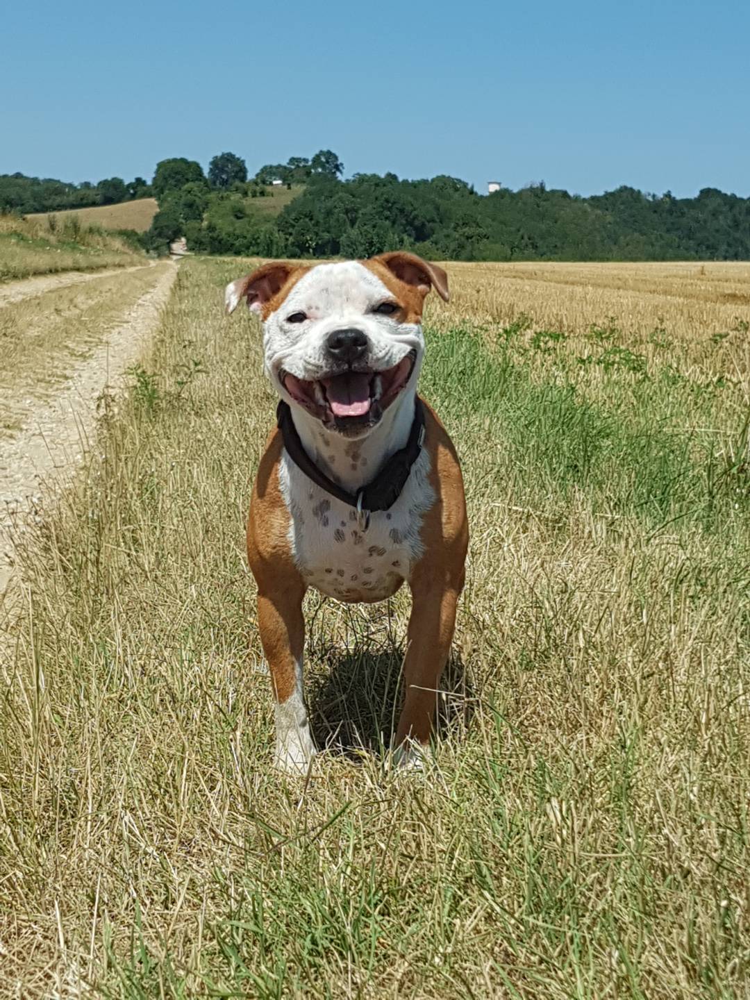 Staffordshire bull terrier blanc et rouge 