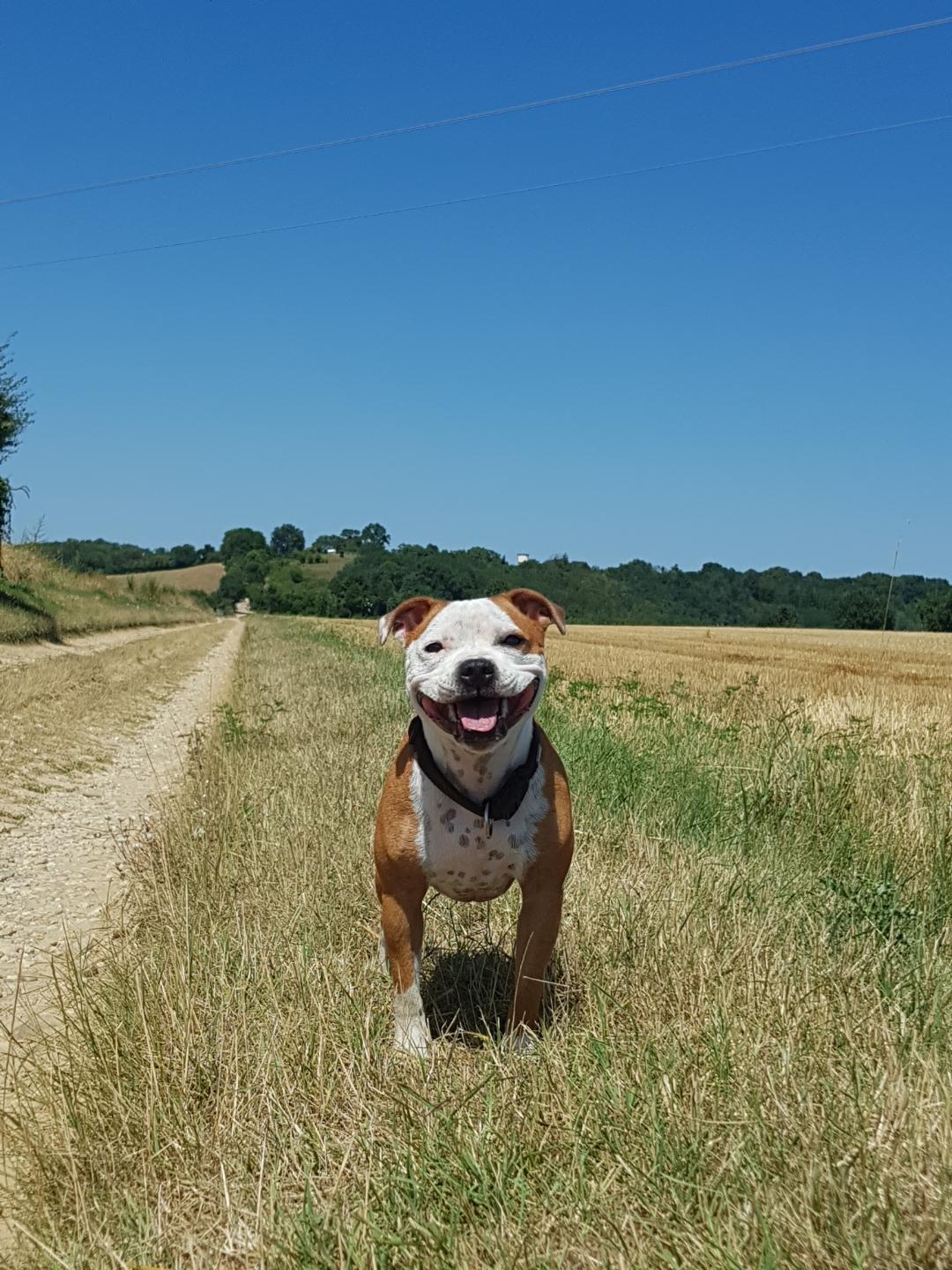 Staffordshire bull terrier blanc et rouge 
