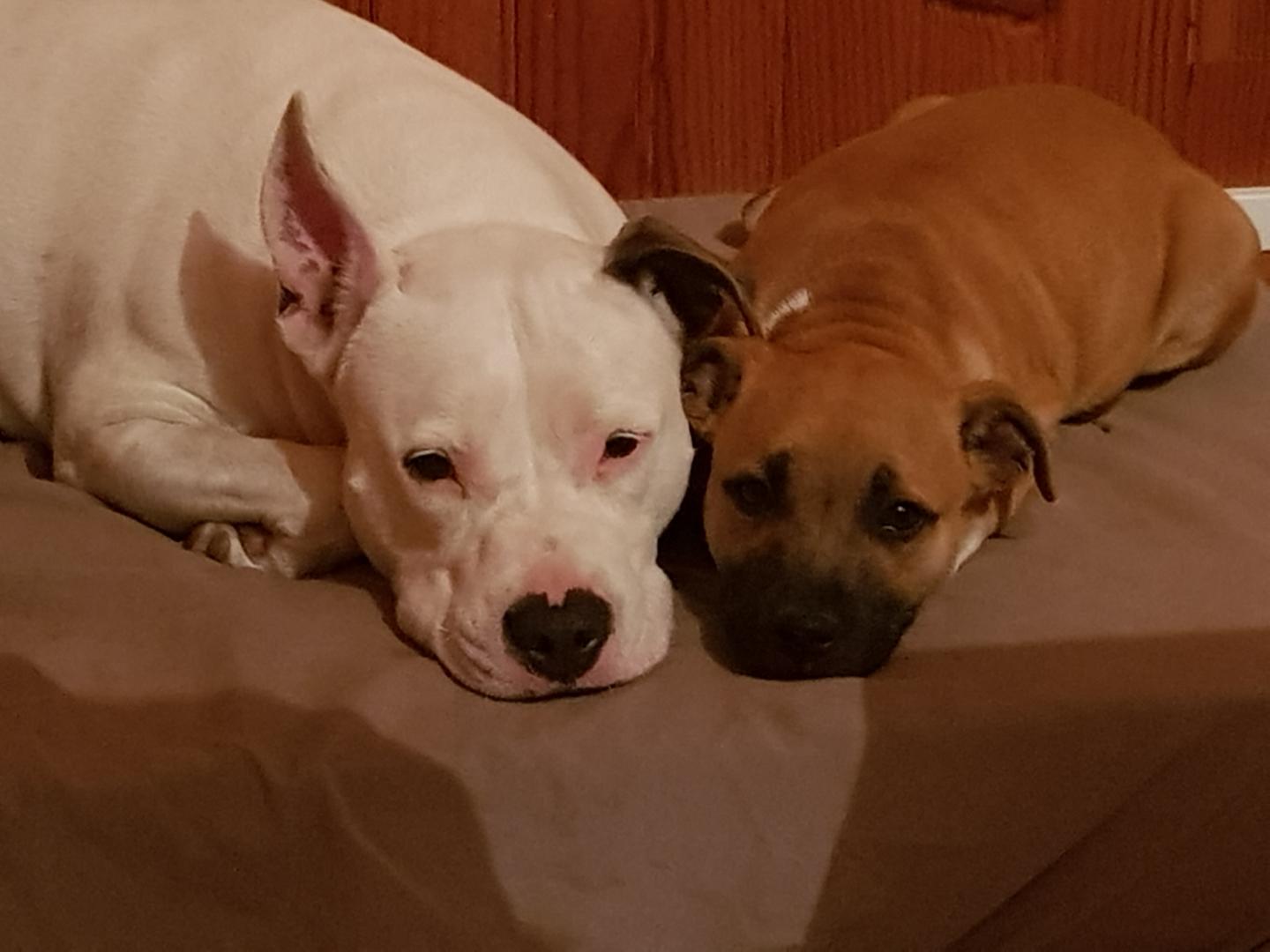 Obiwan et sa copine amstaff