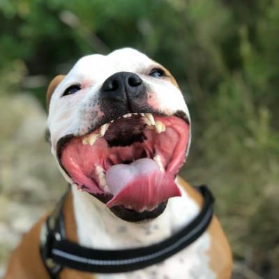 Shenzi la star des Staffy's