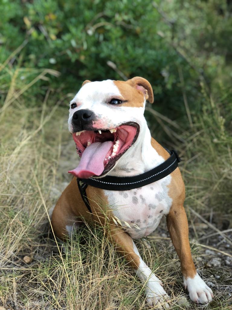 Staffordshire bull terrier blanc et rouge 