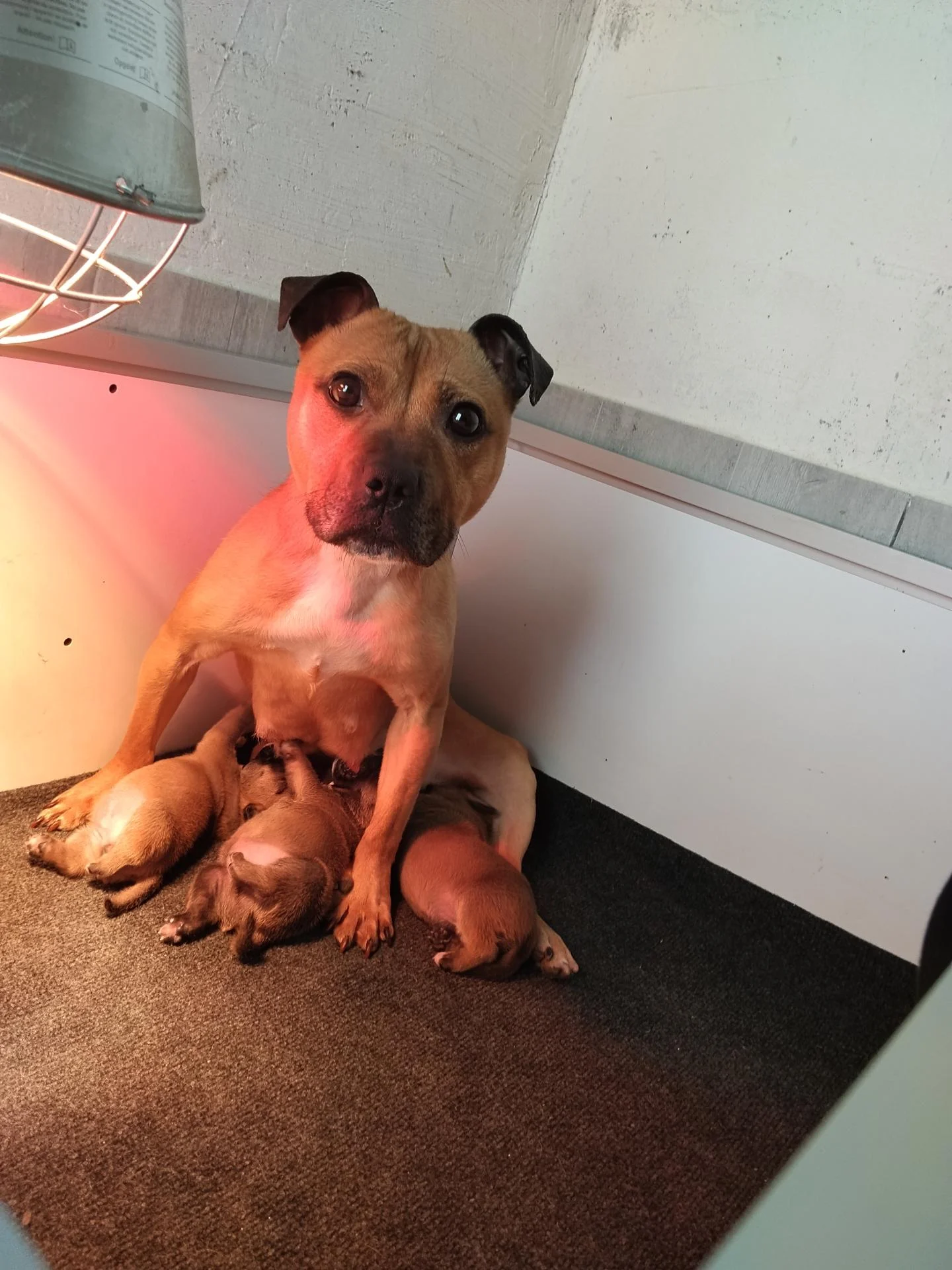 Chiot staffie 