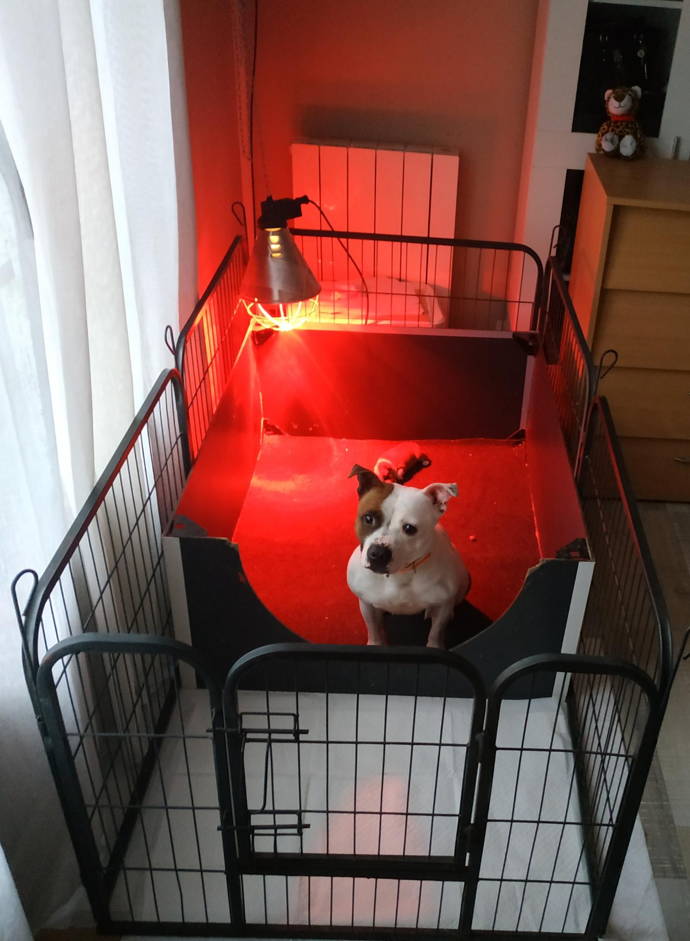 Nina staffy's du grand nord